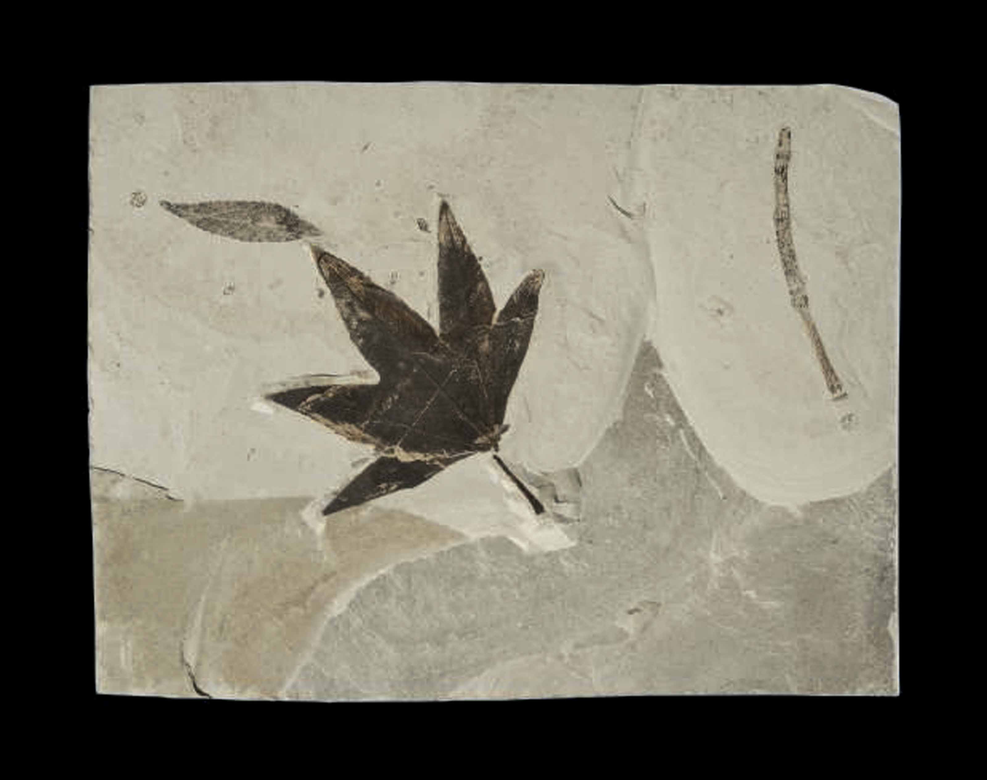 a fossil maple leaf