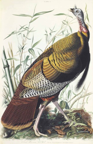 John James Audubon (1785-1851)