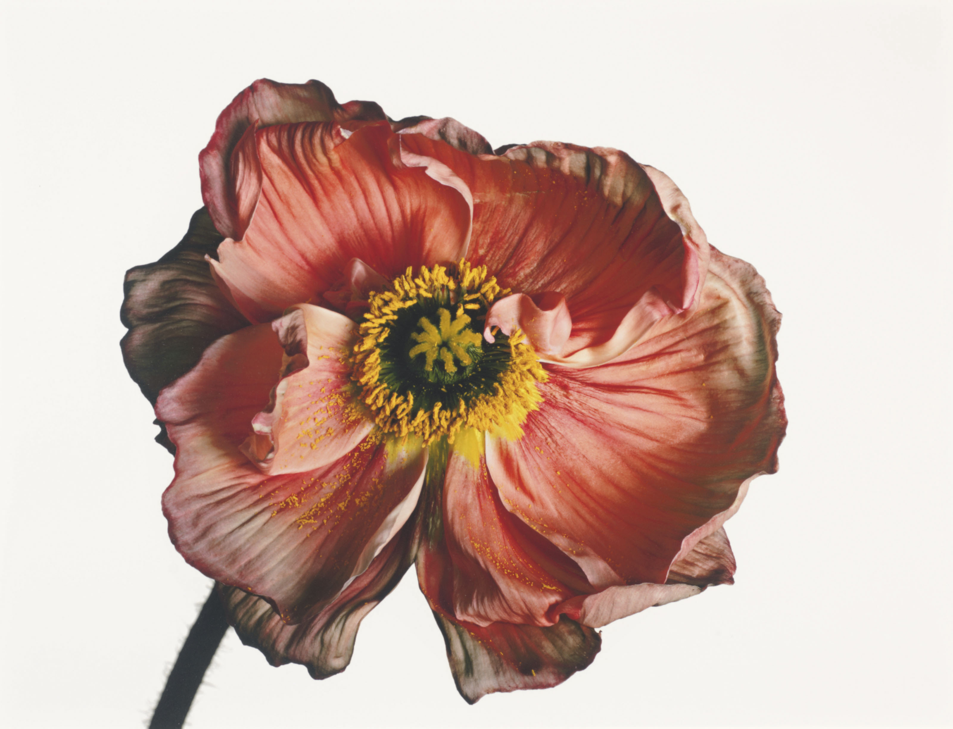 irving penn(1917–2009)